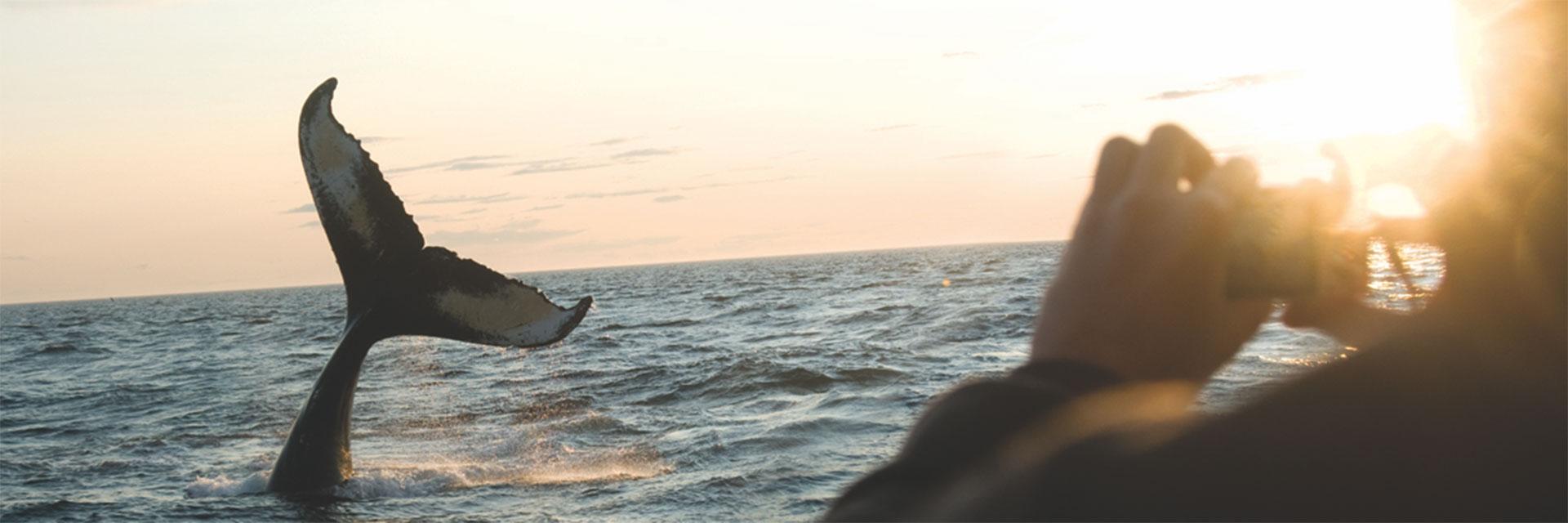 Whale Watching in Nova Scotia 
